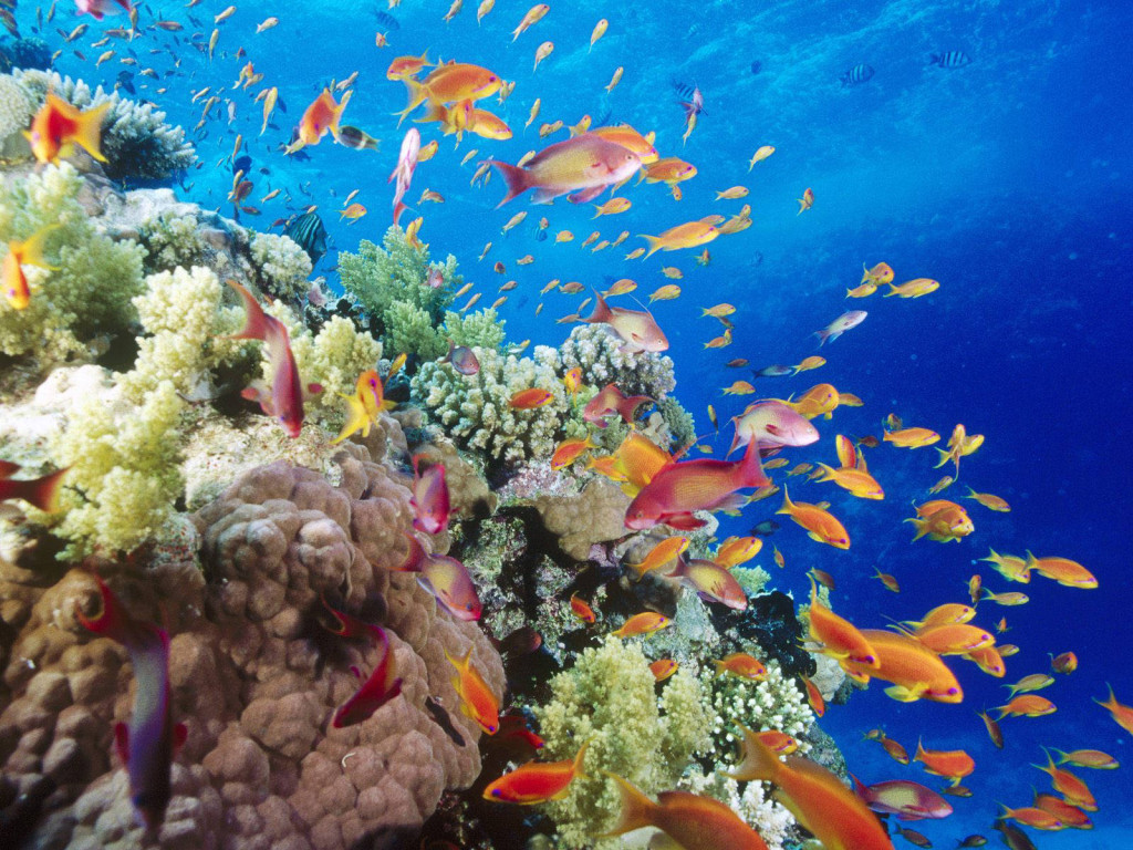 Coral Reef- Southern Red Sea- Near Safaga- Egypt