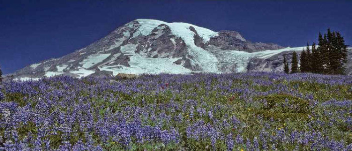 mount-rainier-national-pa-9696