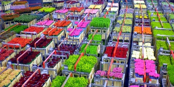 aalsmeer-flowers--flkr-tiogegeca